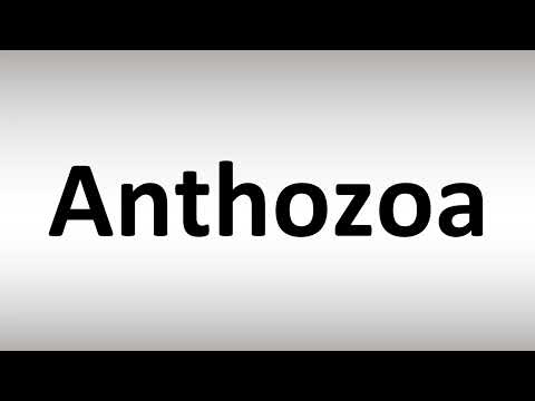 Video: Kako se anthozoa razmnožavaju?
