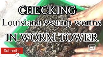 Louisiana swamp worms #wormcomposting TheGardenAndWormLady.com