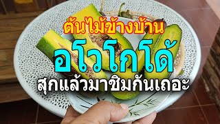 ต้นไม้ข้างบ้าน... ตอน อโวโกโด้  สุกแล้วมาลองชิมกันครับ / เกษตรอินทรีย์