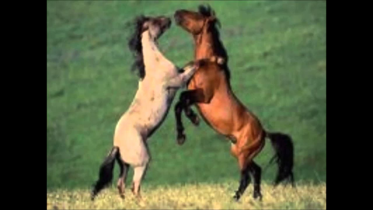 الناجي ومصطفى الخطيب