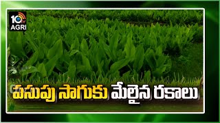 పసుపు సాగుకు మేలైన రకాలు | Turmeric Research Station, Kammarpally | Matti Manishi | 10TV Agriculture