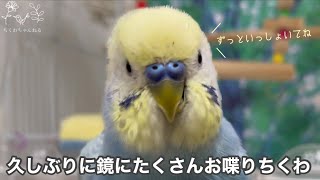 #168 久しぶりに鏡でたくさんお喋りするちくわ セキセイインコ 男の子 3歳