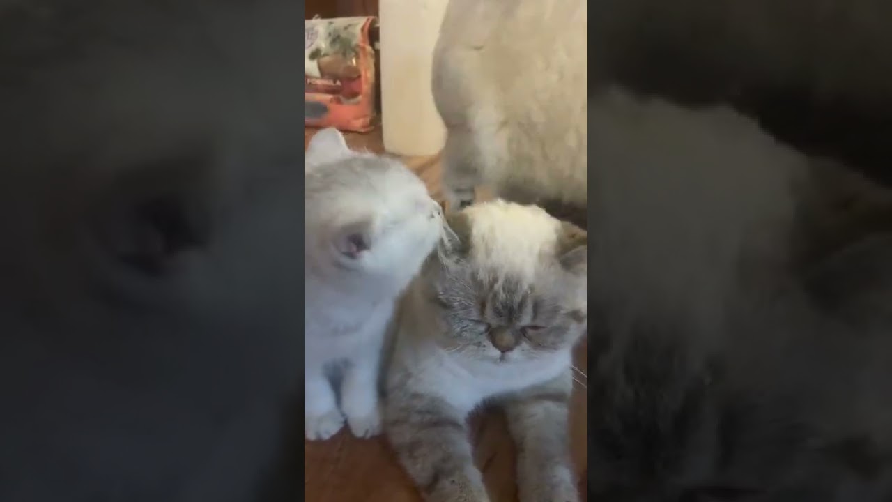 Cat’s family time