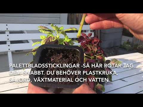 Video: Hur djupt går rötter av tornhår?