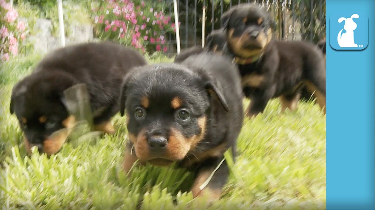 cute baby rottweiler