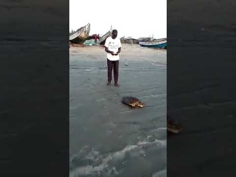 Video: Leatherback turtle: paglalarawan, tirahan, pamumuhay, mga kawili-wiling katotohanan