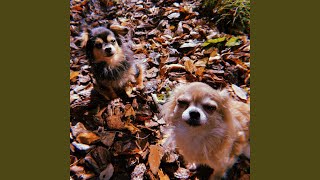 BiBi & BuBu - SARA-J & FOFU