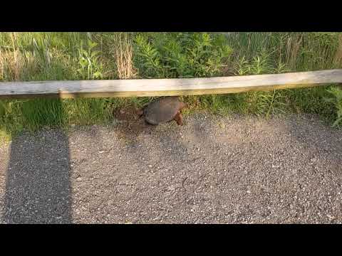 Snapping Turtle Laying Eggs at Graham Park