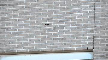 Juvenile Common Swift peering out of nest brick entrance hole