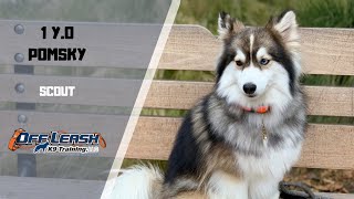 1 Y.O. POMSKY “SCOUT” 2 WEEK BOARD & TRAIN PROGRAM W/ MICHELLE & CHRISTY
