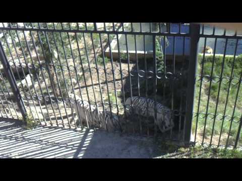 tigers at tbilis zoo-ვეფხვები თბილისის ზოოპარკში