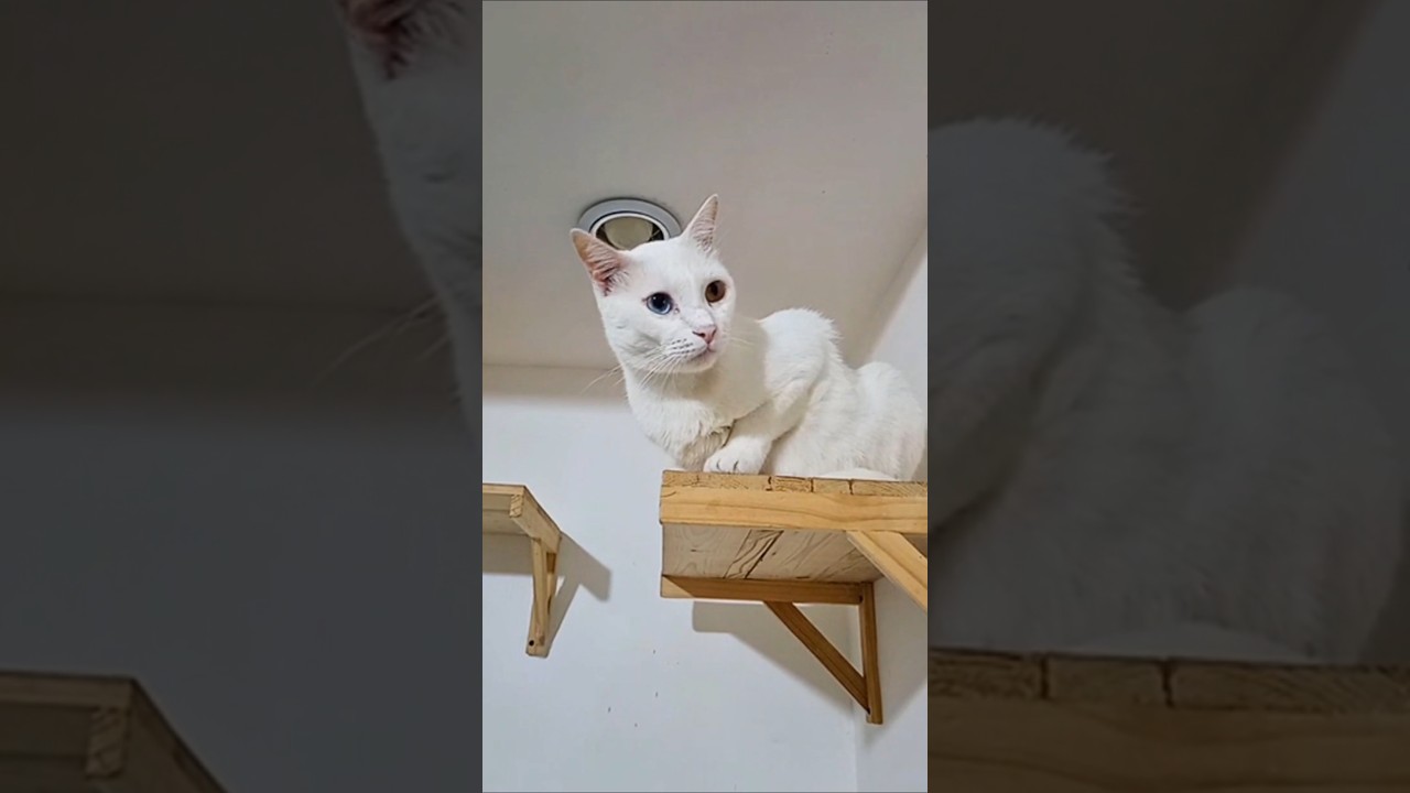 Angry Cat Mode Activated 😼Description: Don’t mess with this kitty!#catlovers#cats#catvideos#animals