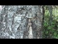 Birch and Aspen - Some Differences in the Bark Birch and Aspen - Some Differences in the Bark