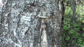 Birch and Aspen - Some Differences in the Bark