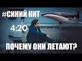 Игра в СИНИЙ КИТ / Разбуди в 4:20 / ЖИВОЙ ОПРОС