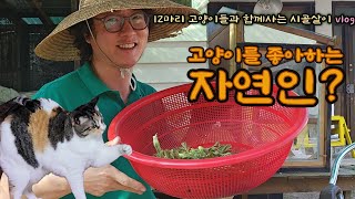 고양이를 좋아하는 자연인? ㅋㅋ/ 12마리 고양이들과 함께 하는 시골살이 vlog #부추전 #두릅