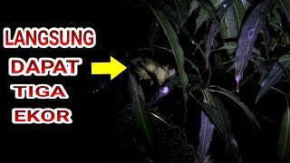 Berburu Kolibri Di Malam Hari | Dapat Banyak