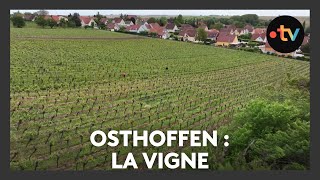 Un lieu, des histoires à Osthoffen : la vigne - Episode 1/4