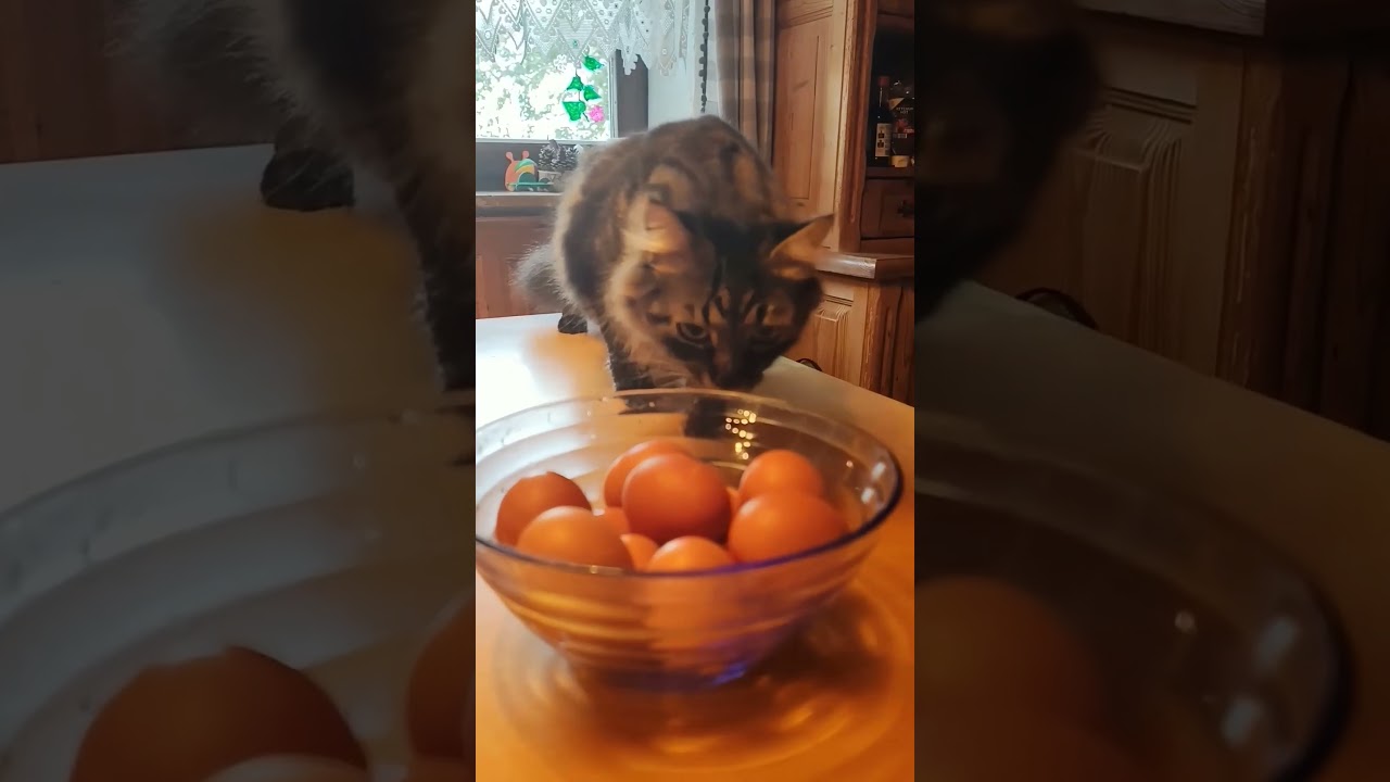 Humpty Alexander Dumpty 😆 