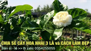 Chia sẻ về Cây hoa nhài 3 lá và cách làm đẹp-Trung kiên garden, zalo: 035.42.55055