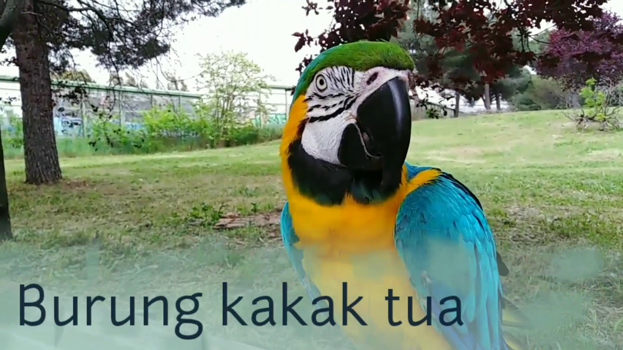 Burung kakak tua lagu  anak  anak  hewan  lagu  