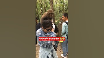 वृन्दावन के नटखट बंदर 🤣🤣#trending #monkey #viral #yt #funny #youtubeshorts