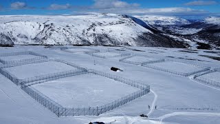 Livestream - Arctic fox captive breeding station