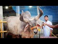 Biggest bahubali kankarej ox of kolkata  from aslam dairy farm golbari viral trending share