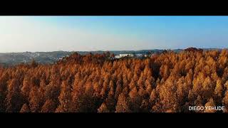 COLMEIAS / LEIRIA - INCÊNDIOS EM PORTUGAL.