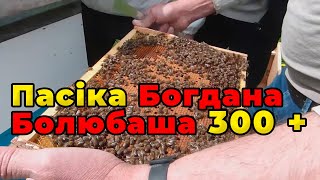 Племінна пасіка карніки 300+  Матки штучного запліднення від  Богдана Балюбаша.