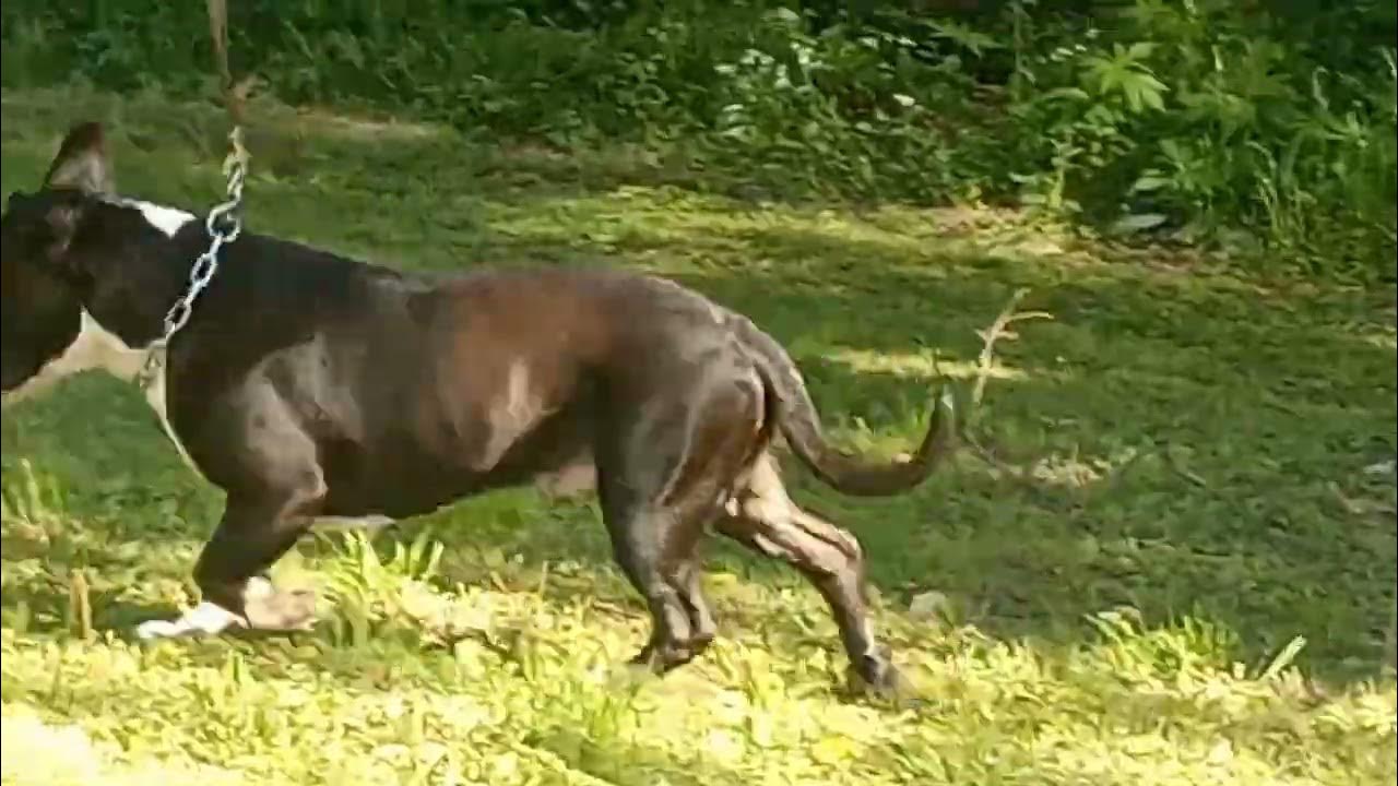 15 month old Remy pitbull x pocket bully production bear bear🤟🏾 YouTube
