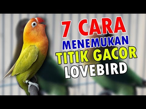 7 CARA MENEMUKAN TITIK GACOR LOVEBIRD