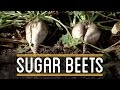 Sugar Beets | How to Make Everything: Thanksgiving Dinner (2/5)