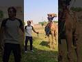 Camel 🐫 Qurbani 🔥