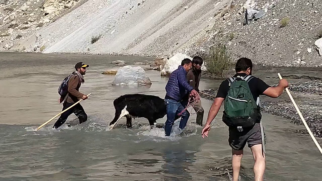 Cows Crossing the Mighty Karakoram River | Stunning Views of the Karakoram Range