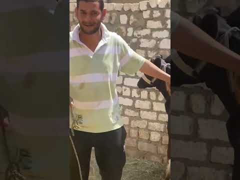 ابدأ مشروعك ب 8 دكوره المكان المنيا بني مزار صفط ابو جرج عند الحج رمضان ابو النجا تليفون 01141808946