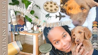 I GOT A PUPPY! AESTHETIC PUPPY ESSENTIALS HAUL | PICKING UP MY GOLDENDOODLE | FIRST DAY WITH PUPPY