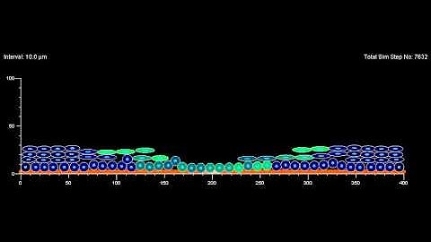 EPISIM - 2D In Silico Reepithelialization