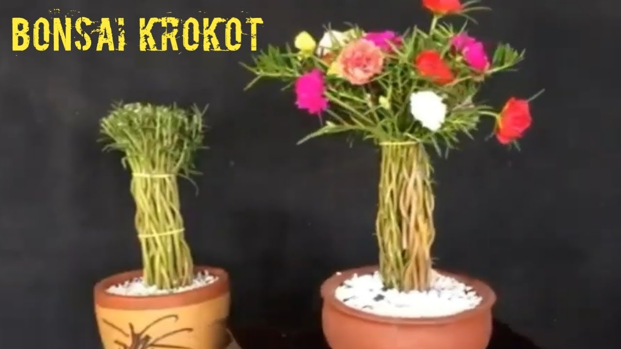 Cara membuat bonsai krokot warna warni - YouTube