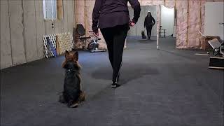 Beginning Obedience skills. Australian Terrier, Baxter