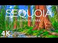 Sequoia National Park 4K – Towering Giants, Black Bears & Wildlife in California Ancient Wilderness