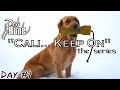 "Cali... Keep On" A Bird Dog Training Series | Ep: #1