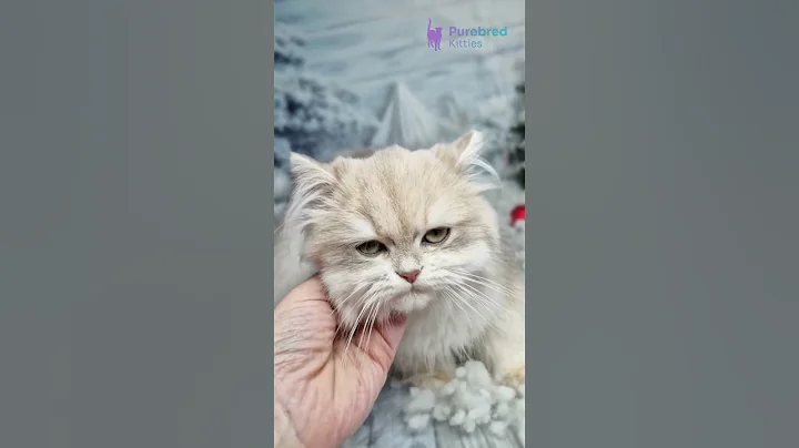 Video 11880101: golden shaded british longhair, blue eyed british, longhair boy, britishlonghair