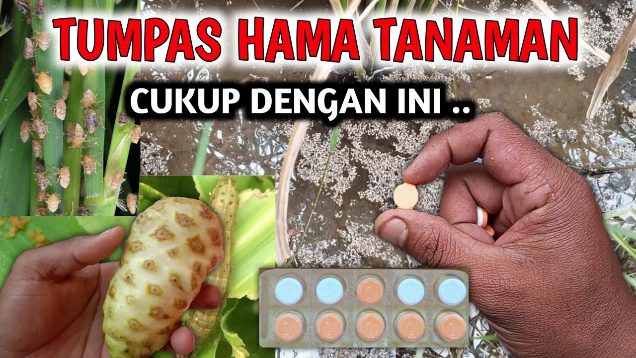 Всего одно семя может уничтожить всех вредителей. Секрет создания самого эффективного инсектицида.