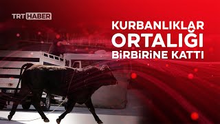 Kaçan Kurbanlıklar Vatandaşlara Zor Anlar Yaşattı