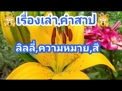 วีดีโอ: ดอกลิลลี่ พืชสัญลักษณ์