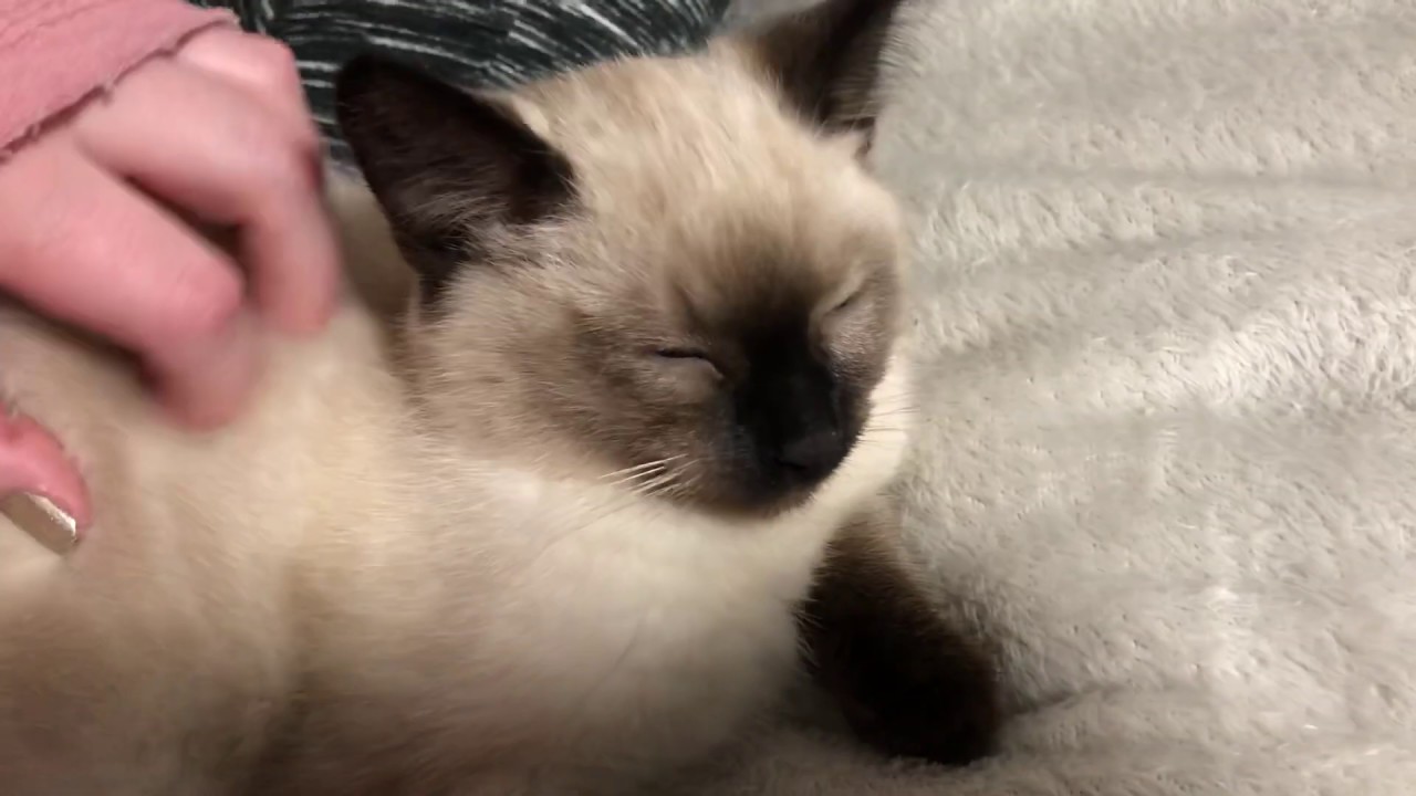 Feral Kitten Purrs for the First Time! 