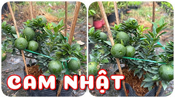 Cây cam Nhật siêu lùn siêu trái | 0386569374 - Ngọc Ngân Bến Tre | Chuyên cây độc lạ