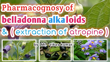 belladonna alkaloids , extraction of atropine | pharmacognosy