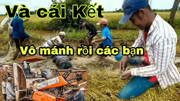 Cách bắt chuột đồng.Mùa gặt Lúa ở miền tây...